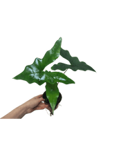 Alocasia Batwing
